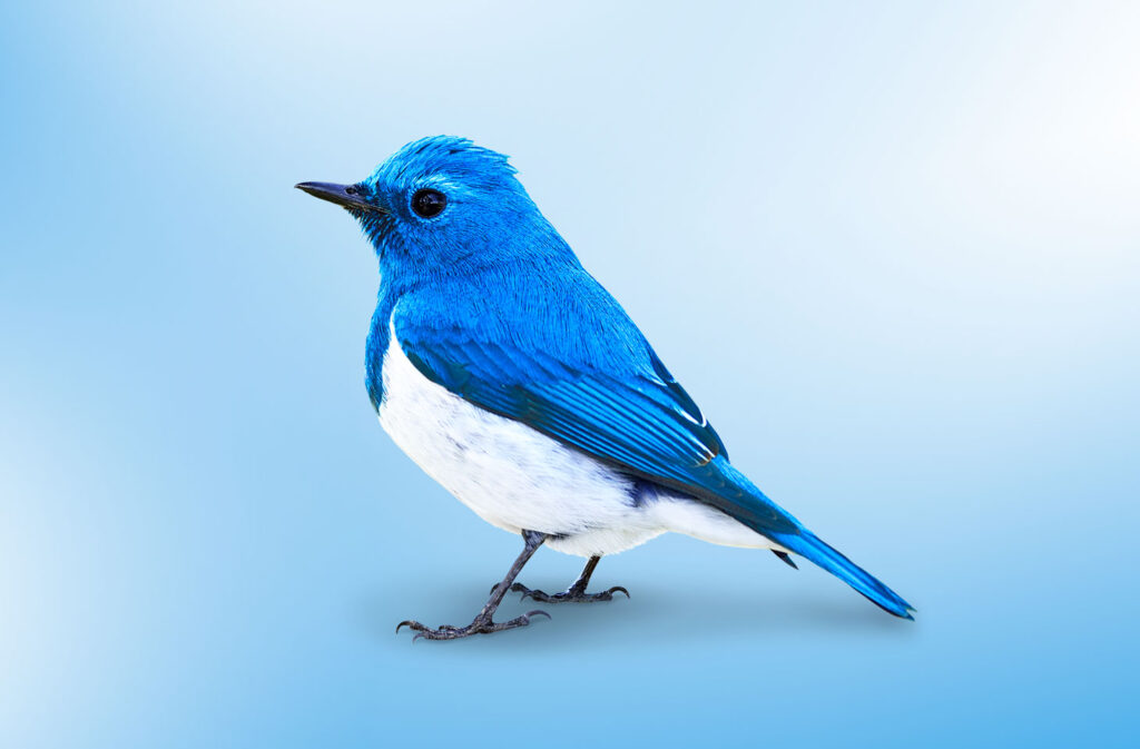 Twitter