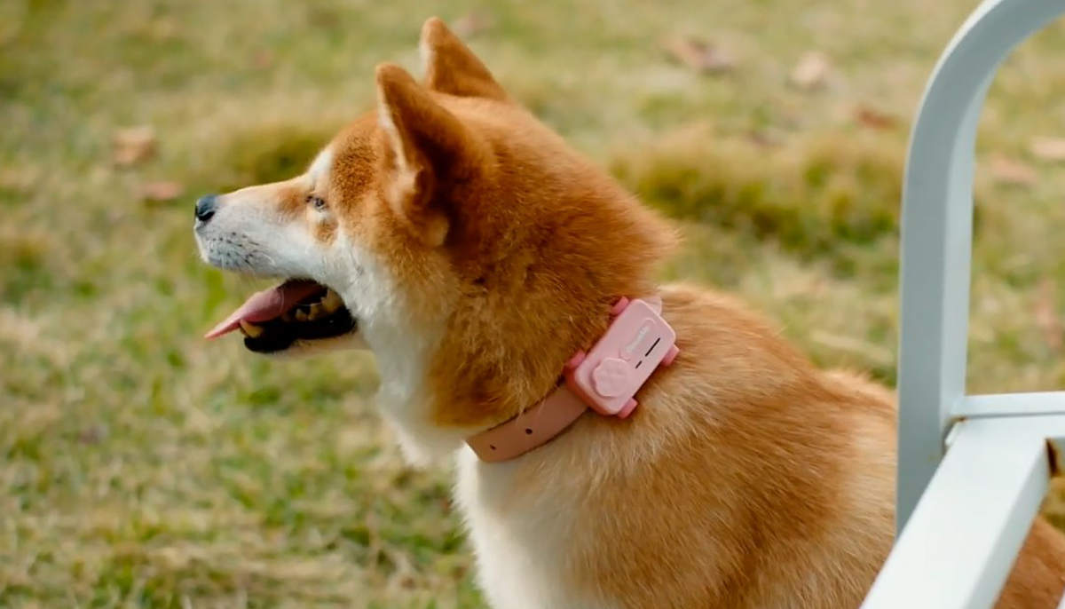 Cómo funciona el móvil para perros