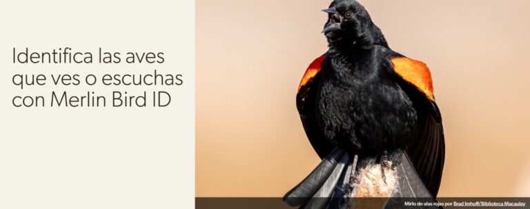 Cómo usar Merlin Bird ID para identificar cantos de aves desde el móvil