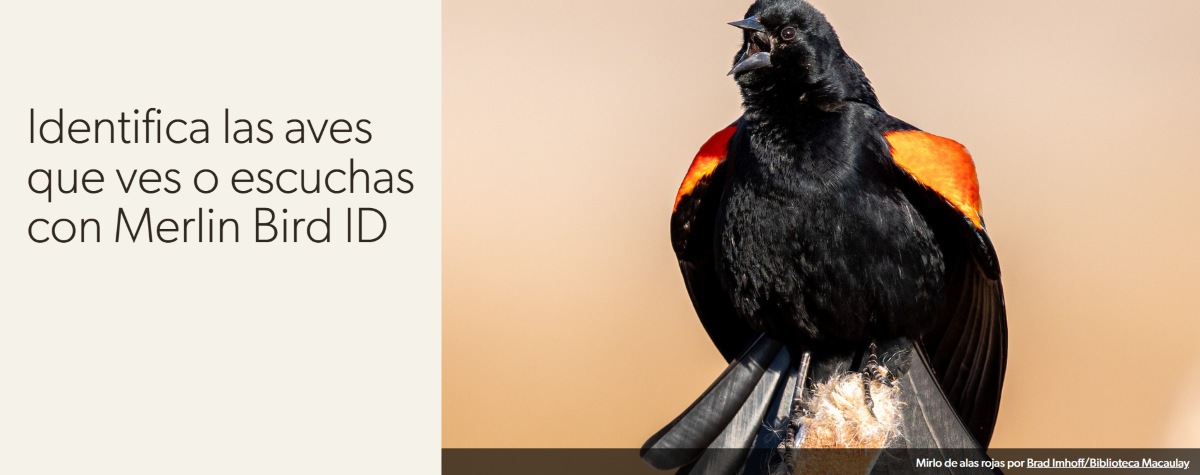 Cómo usar Merlin Bird ID para identificar cantos de aves desde el móvil