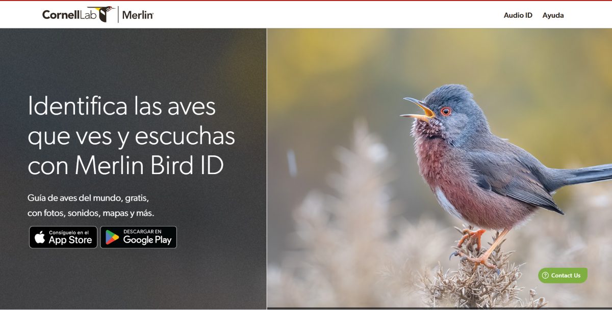 Descarga Merlin Bird ID para identificar cantos de aves