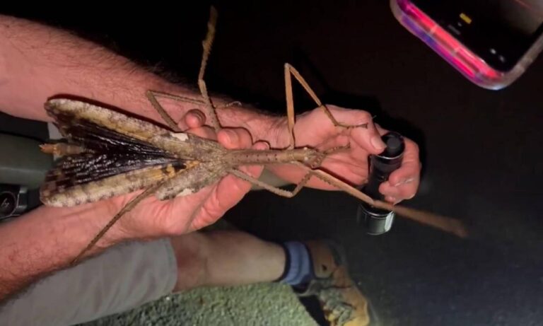 nueva especie de insecto palo gigante en Australia