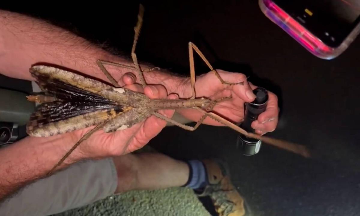 New species of giant stick insect in Australia