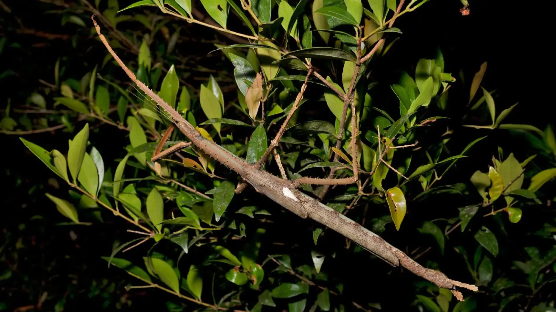 descubrimiento insecto palo Australia