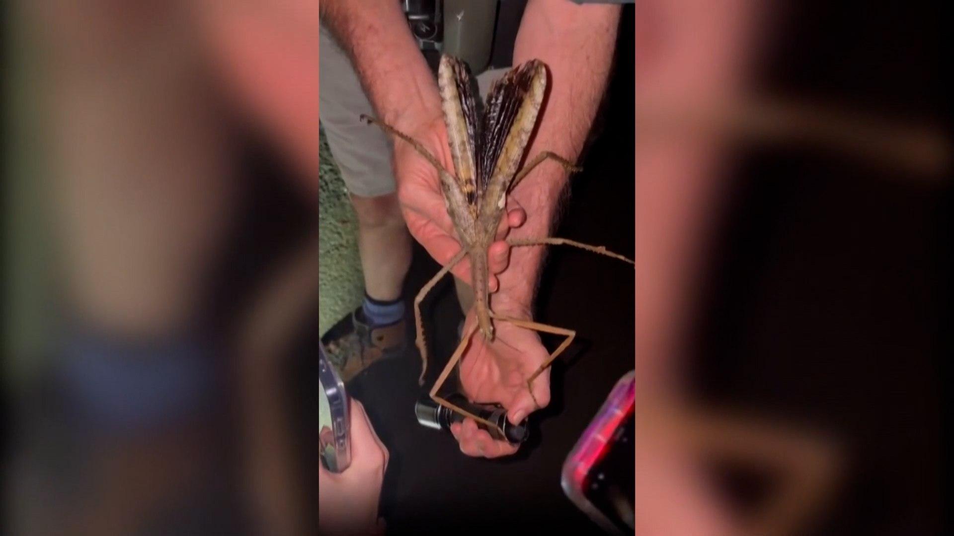 nuevo insecto palo gigante Australia