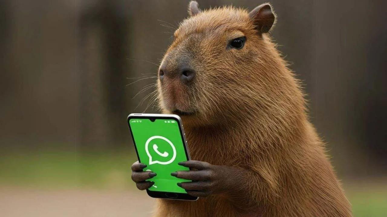 Personalización en WhatsApp con capibara